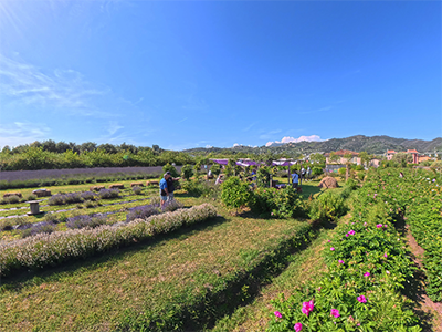 Massarosa Lavanda
