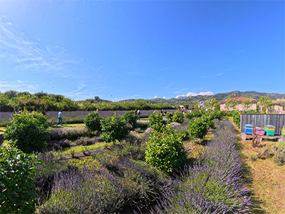 Massarosa Lavanda