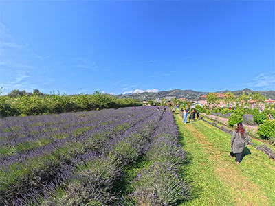 Massarosa Lavanda