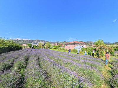 Massarosa Lavanda