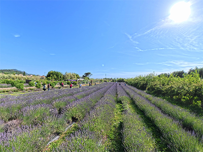 Massarosa Lavanda