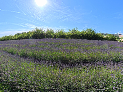Massarosa Lavanda