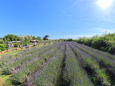 Massarosa Lavanda