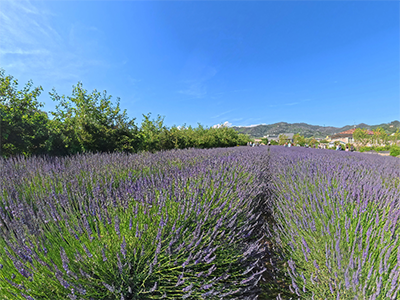 Massarosa Lavanda