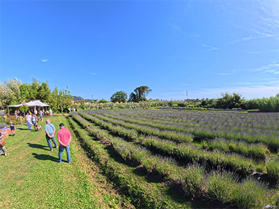 Massarosa Lavanda