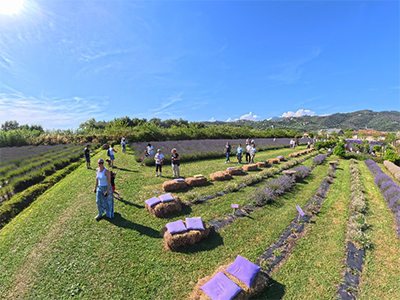Massarosa Lavanda
