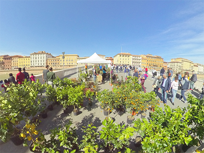 Pisa in Fiore