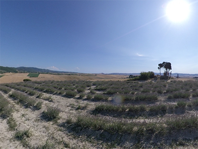 Santa Luce campi lavanda