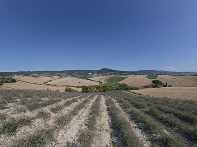 Santa Luce campi lavanda