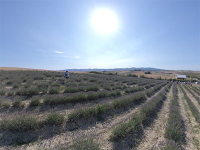 Santa Luce campi lavanda