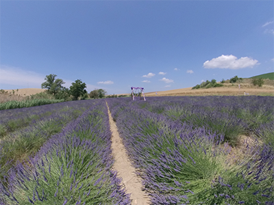 Santa Luce campi lavanda