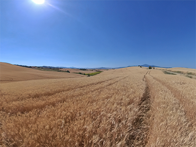 Siena Cipressi Gladiatore